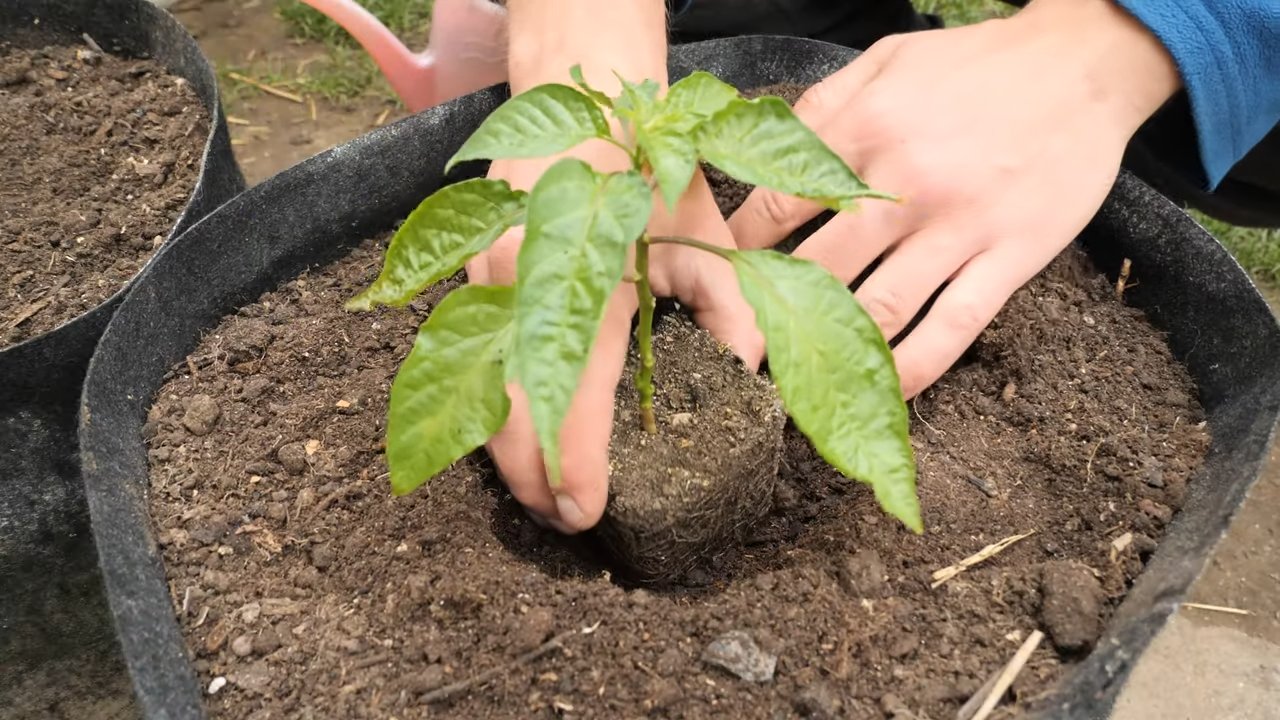 Grow habaneros at home