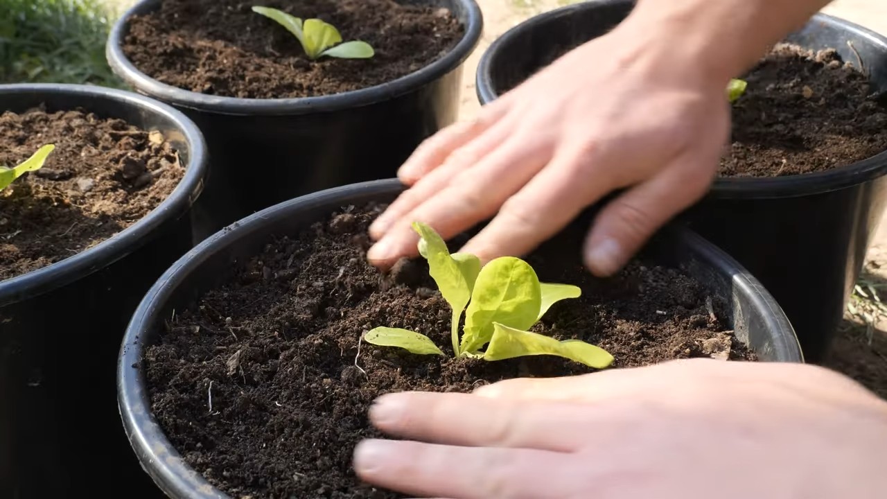 Year Round Lettuce Growing