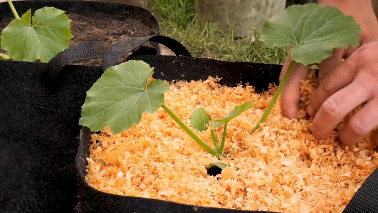 Zucchini growing tips for beginners