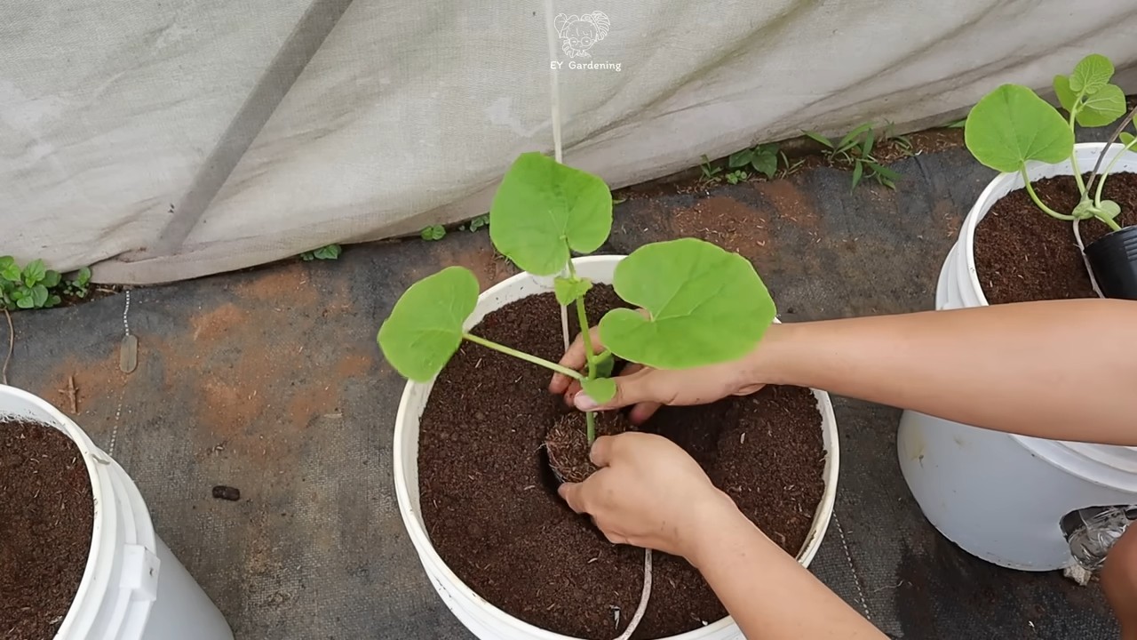 Hanging melon growing