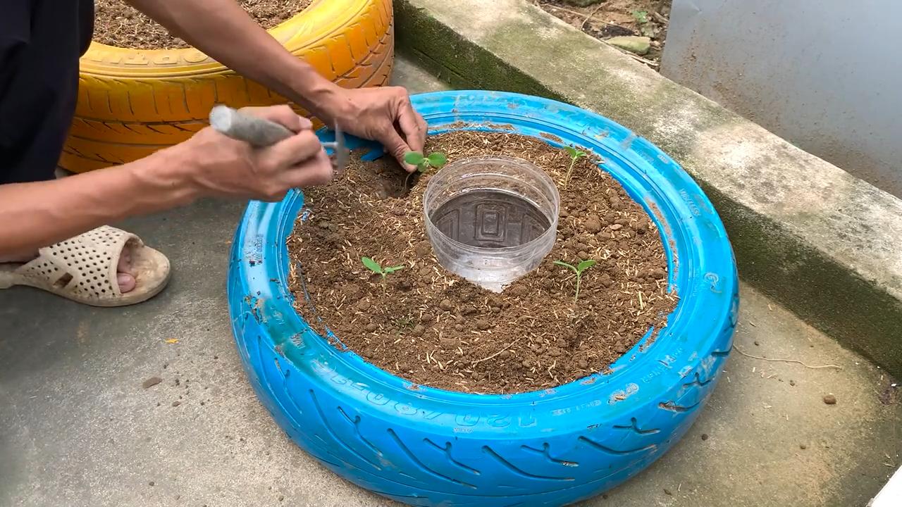 Easy Melon Growing Tips