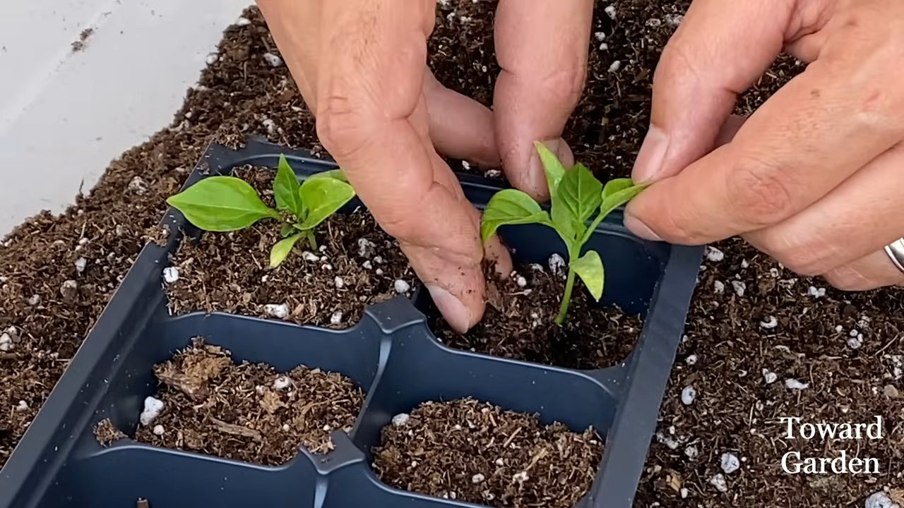 Container bell peppers