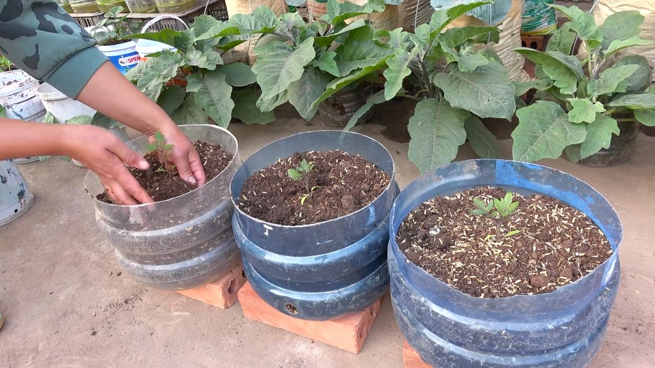 Growing cherry tomatoes home