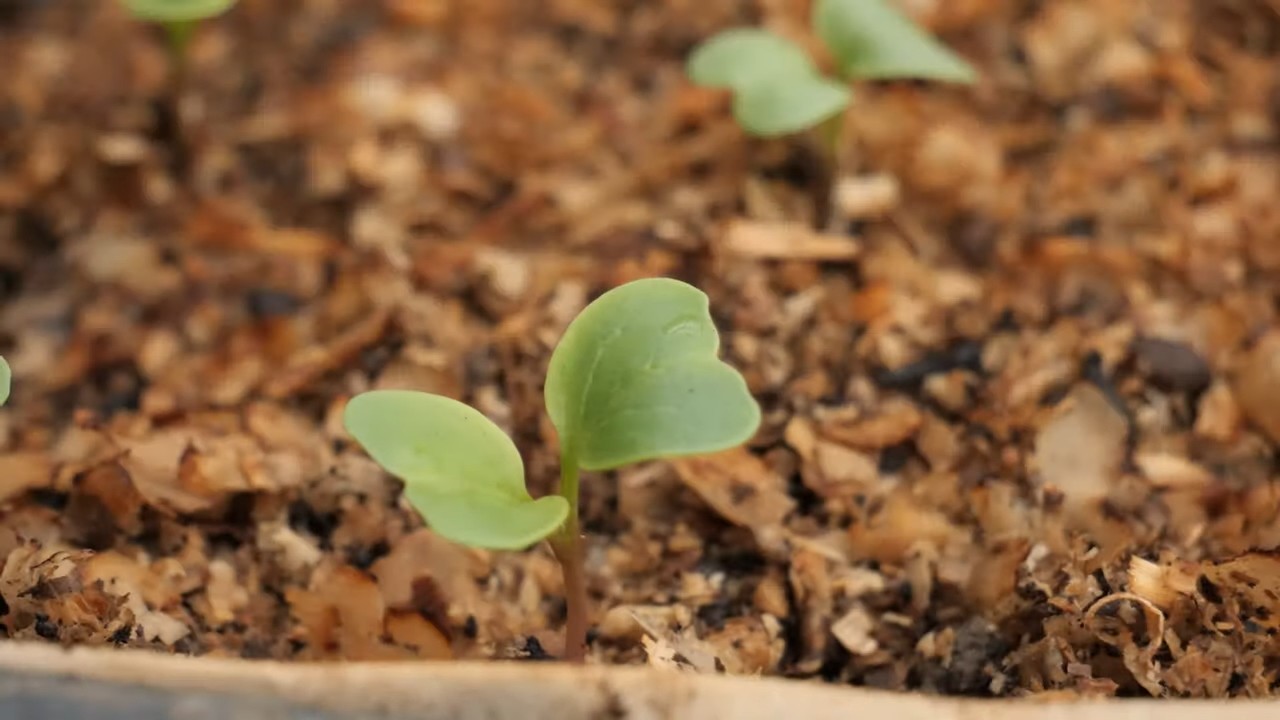 Radish harvest small space