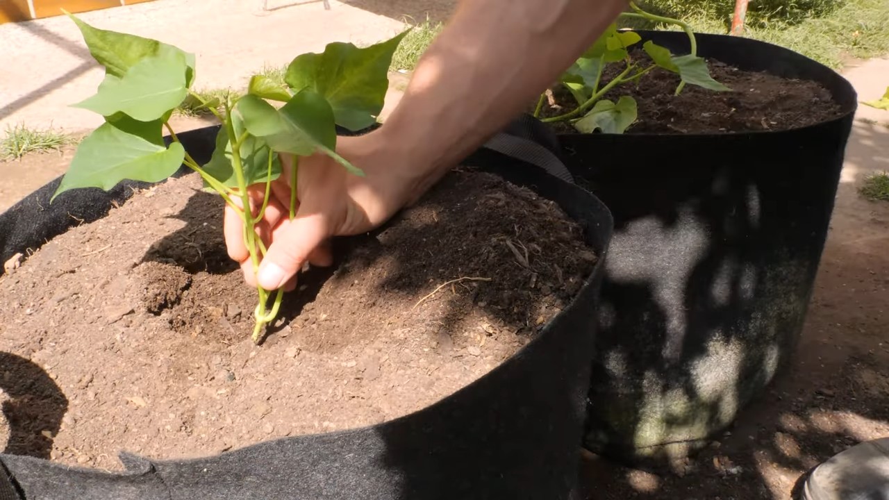 Container Sweet Potatoes
