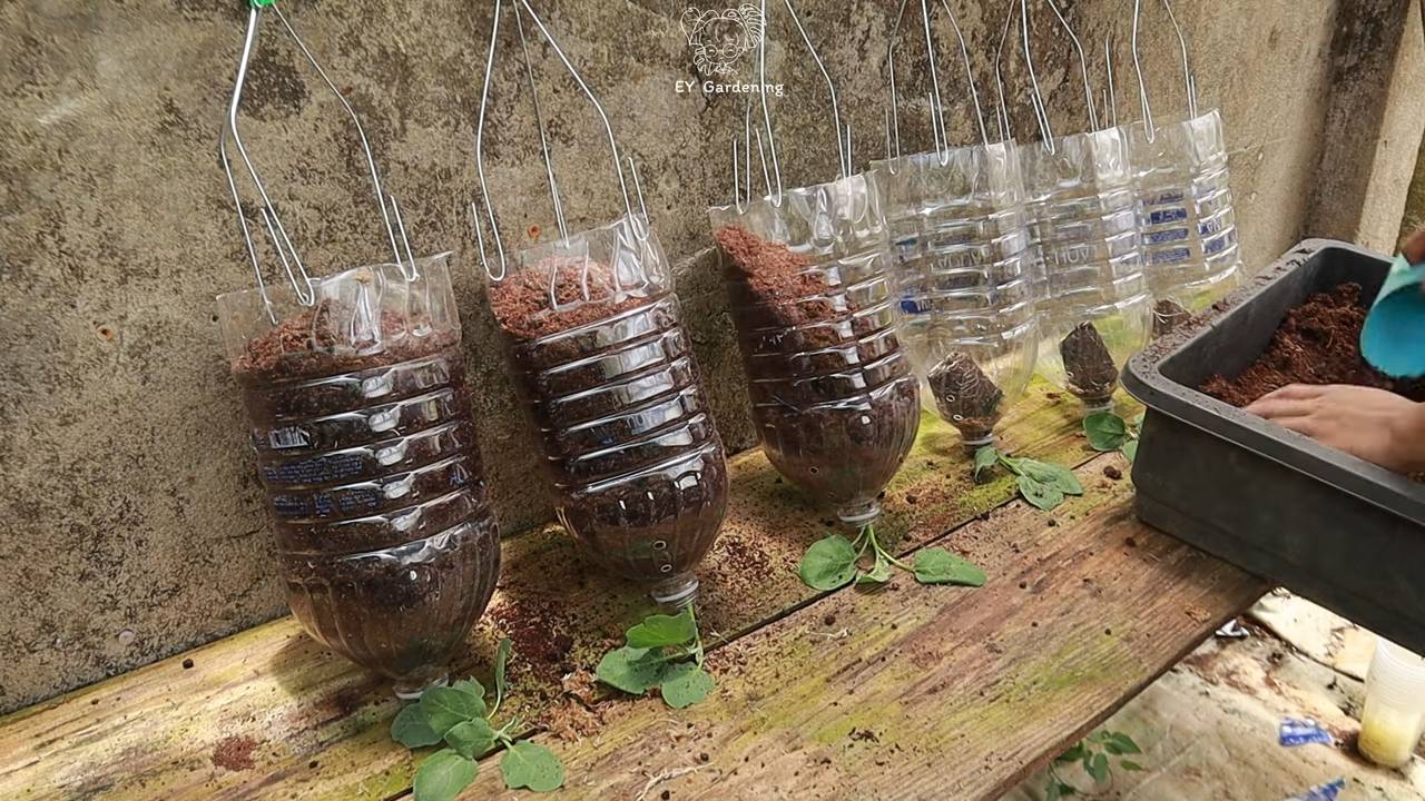 Hanging Eggplant Growing Tips