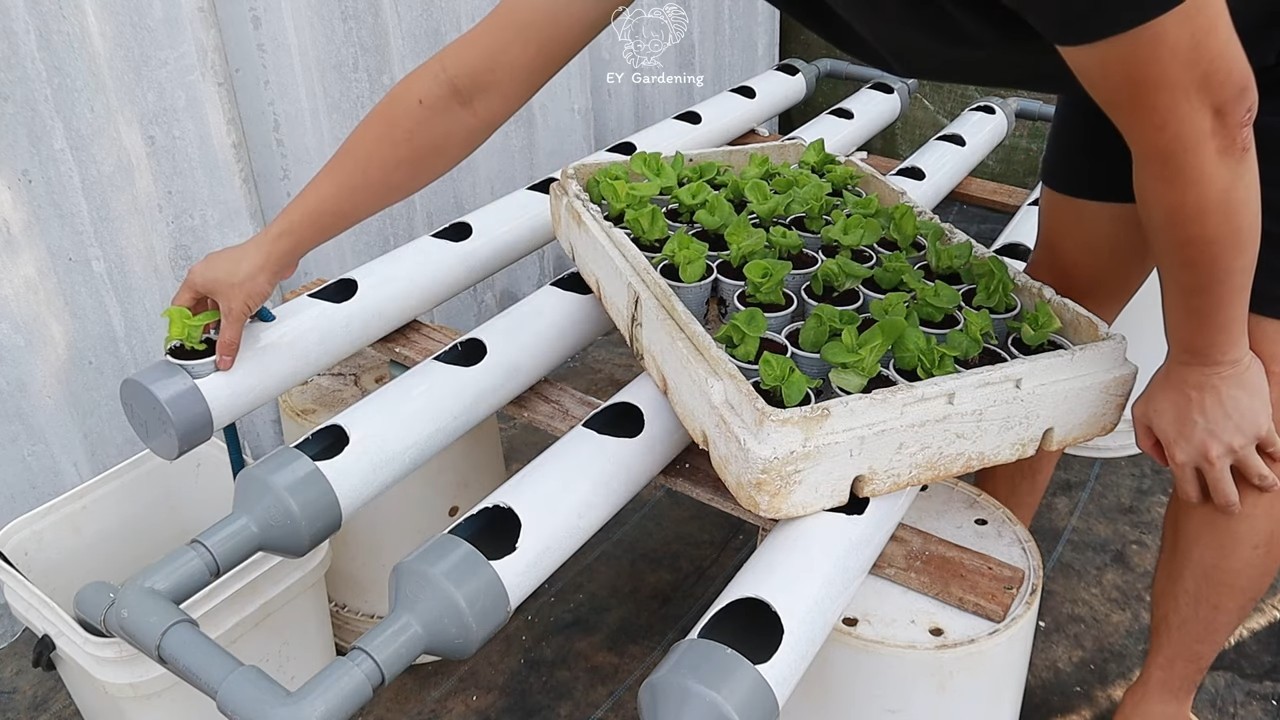Water Only Lettuce Indoors