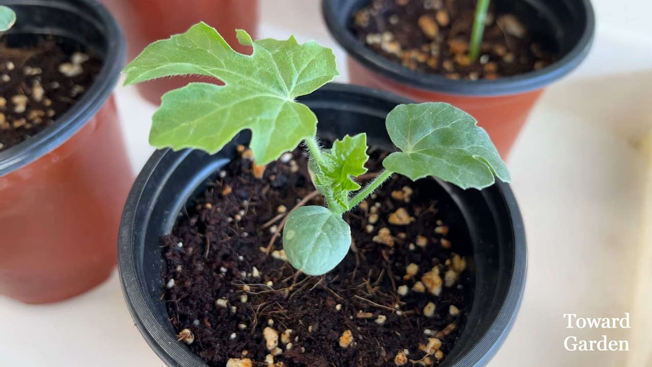 Growing Watermelon in Pots