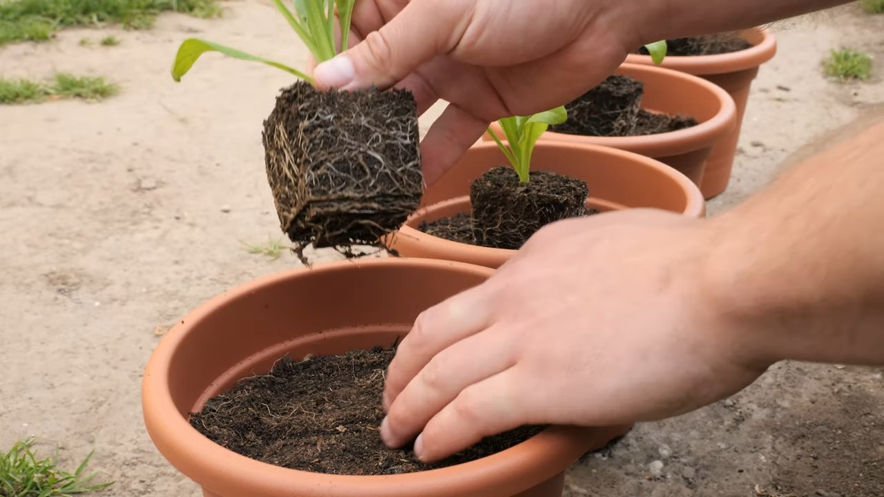 Grow Calendula Flowers from Seeds