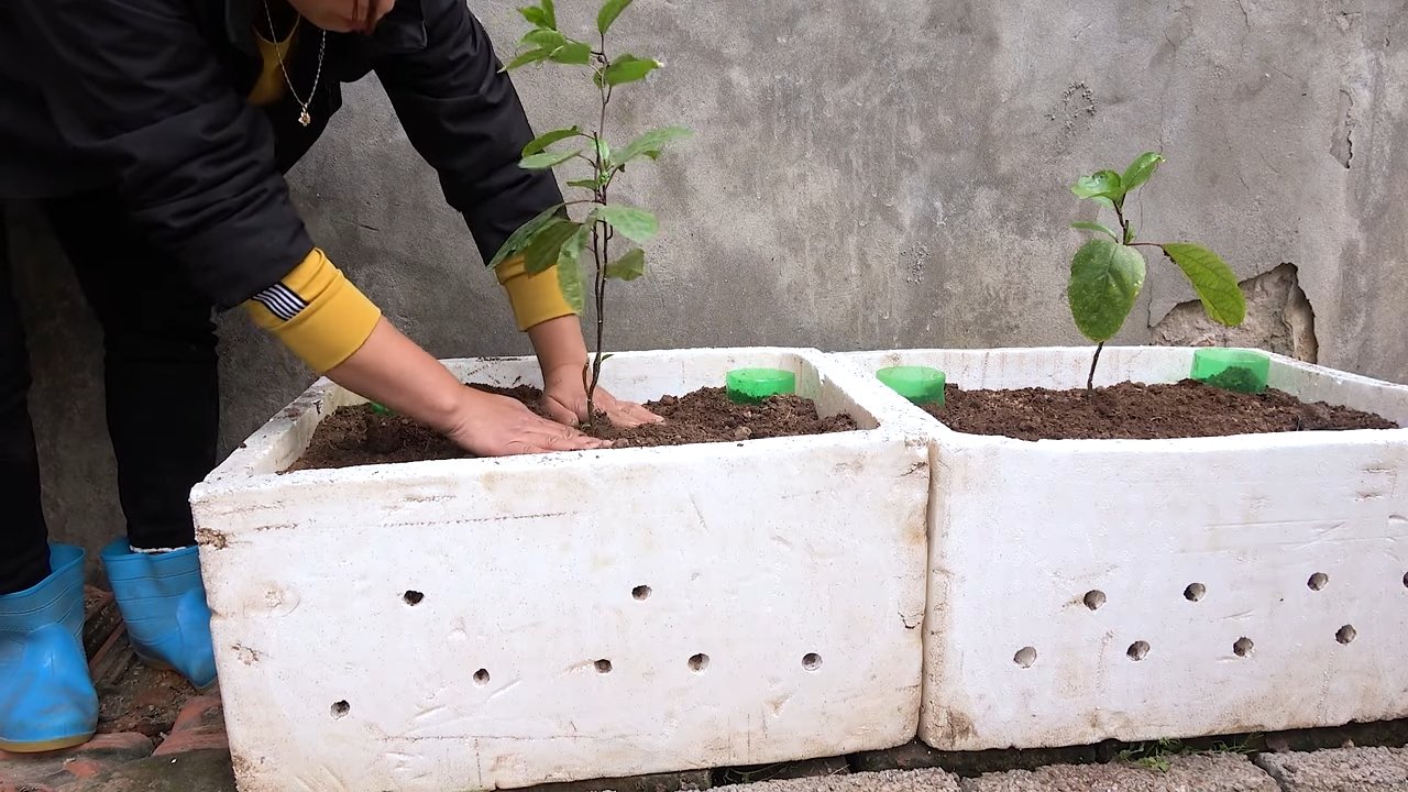 Growing passion fruit terrace