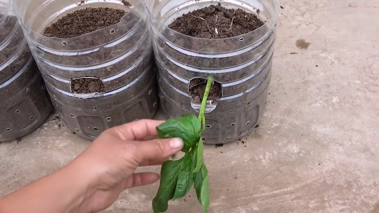 Bell Peppers in Plastic Bottles