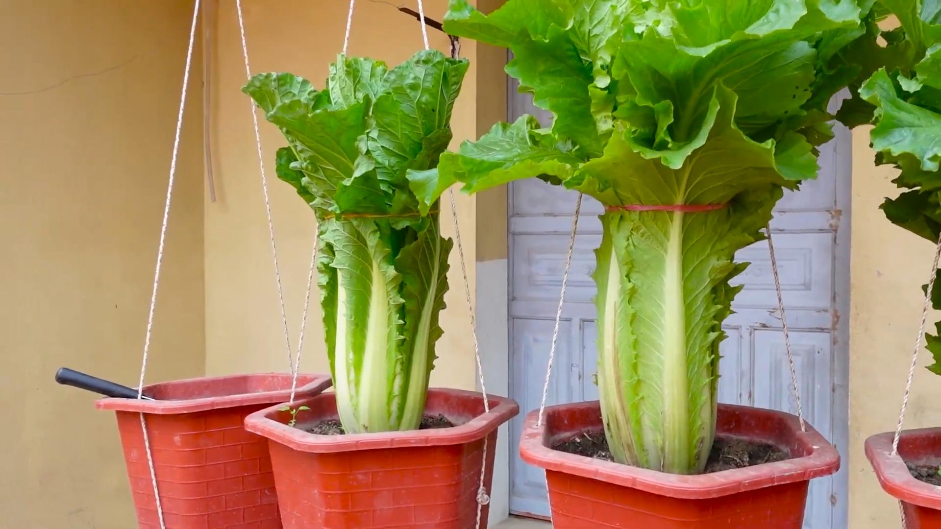 Growing lettuce without garden