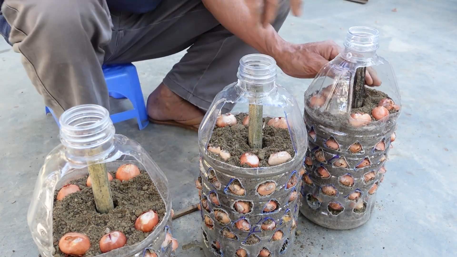 Grow Onions Easily