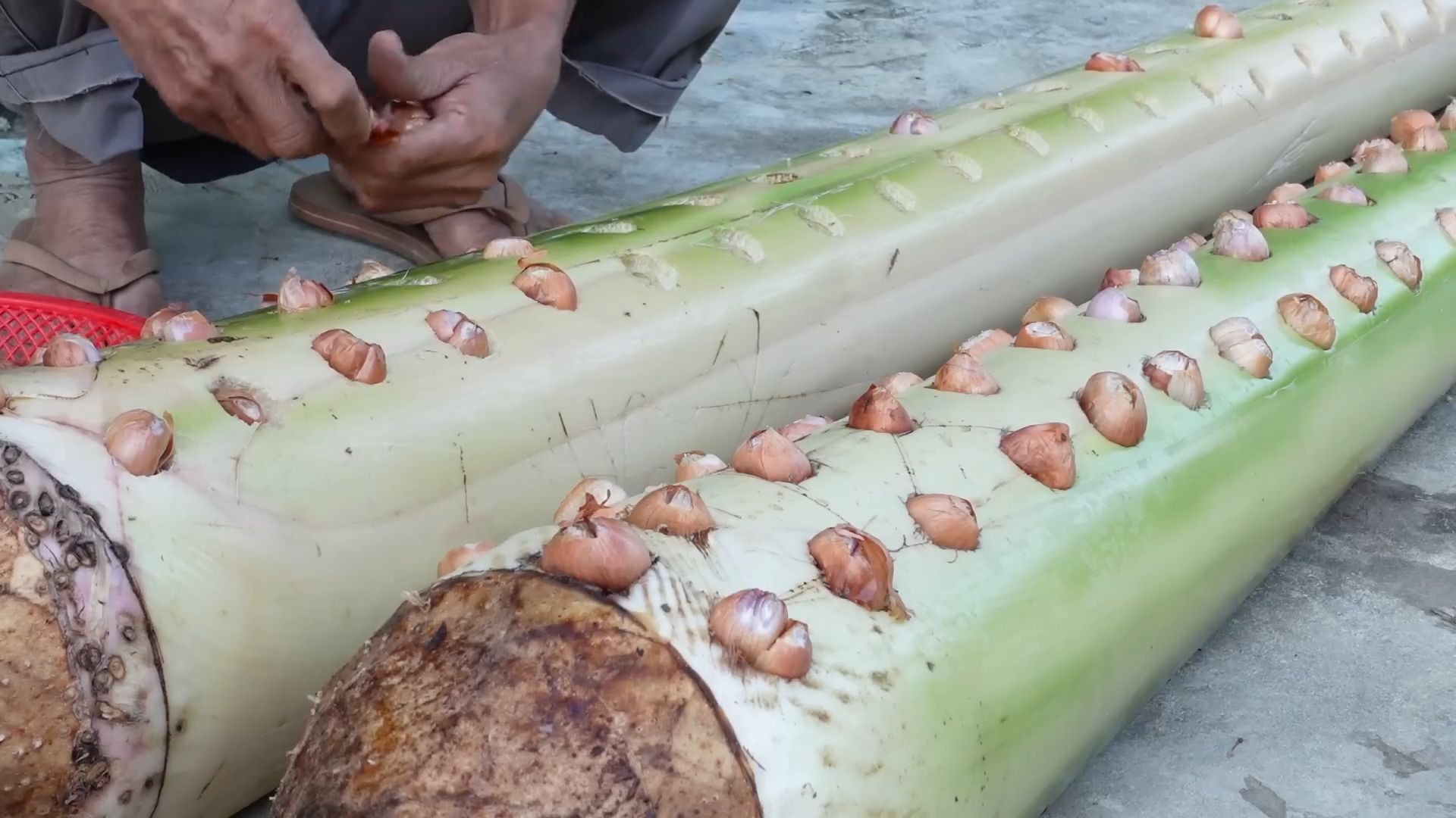 Onions and banana tree planting