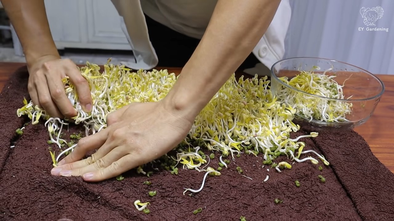 Towel Bean Sprouts Growing