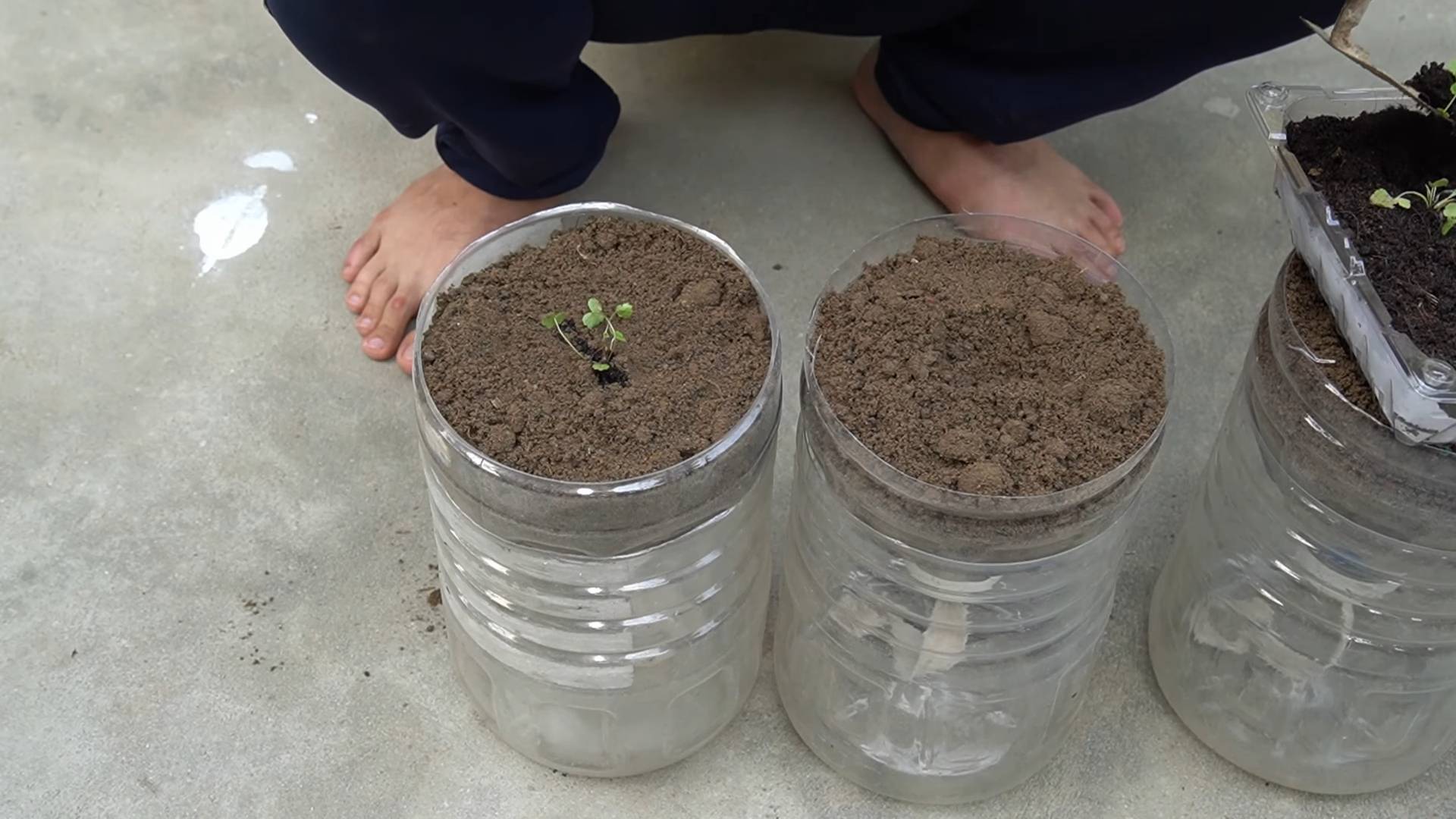 Container strawberries