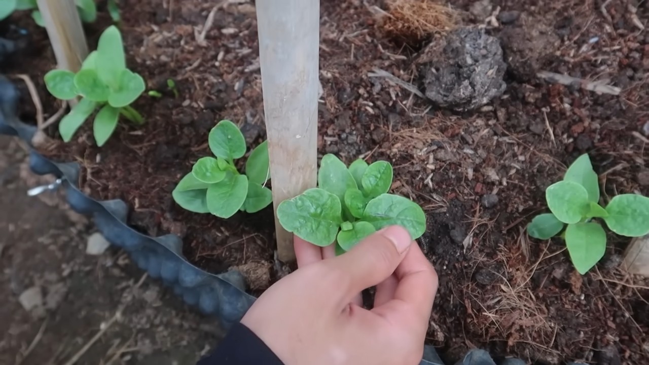 Grow Spinach Indoors Quickly