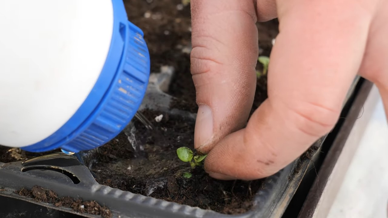 Growing Indoor Oregano