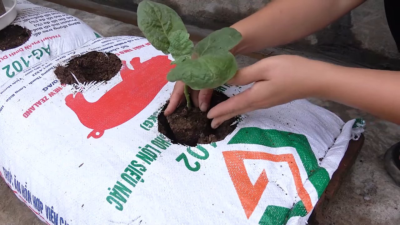Easy way to grow eggplant