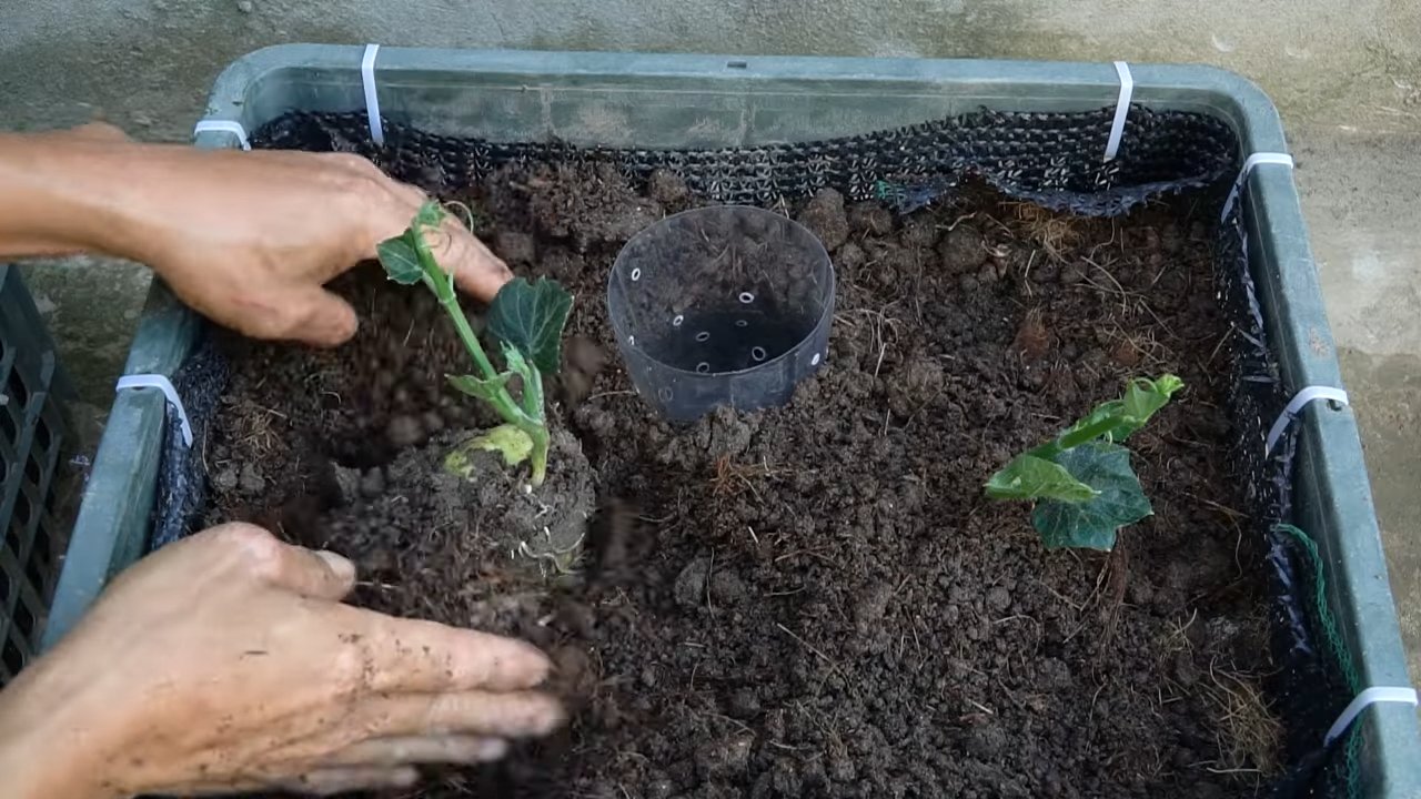 Grow Chayote Terrace Garden