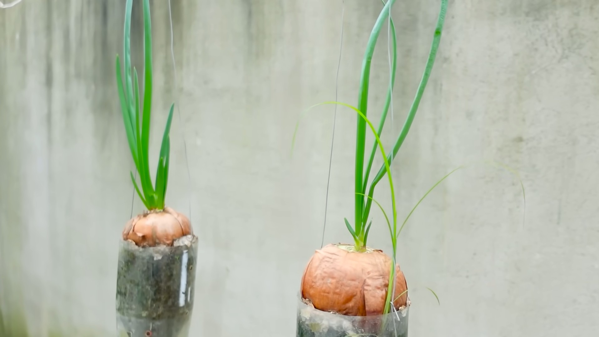 Growing onions bottle hack