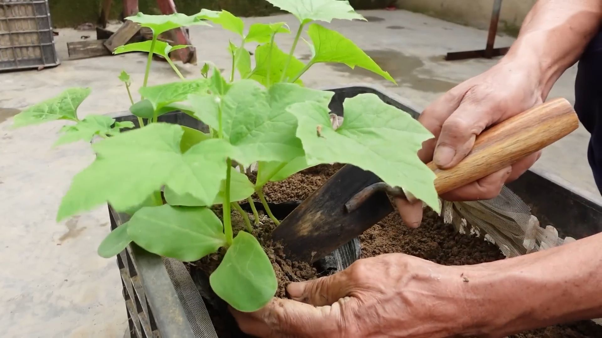 Growing Luffa at Home