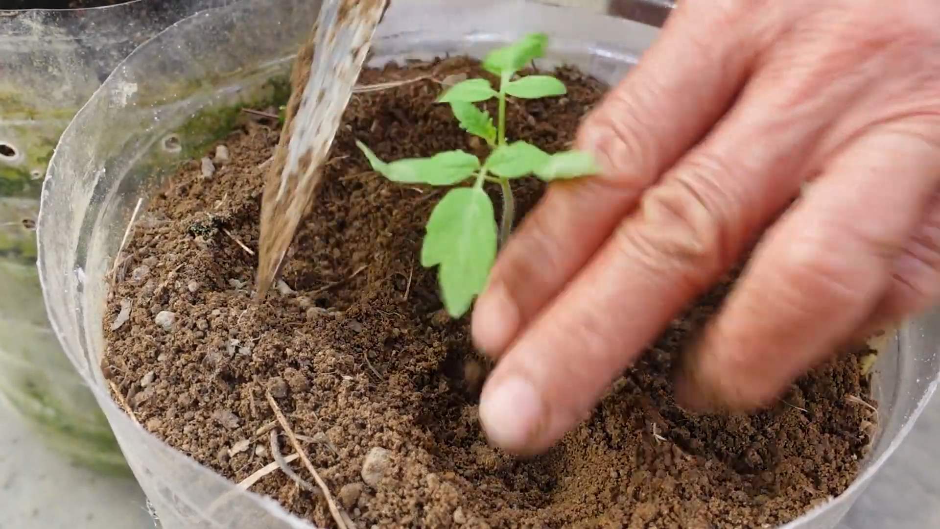 Plastic bottle tomato growing
