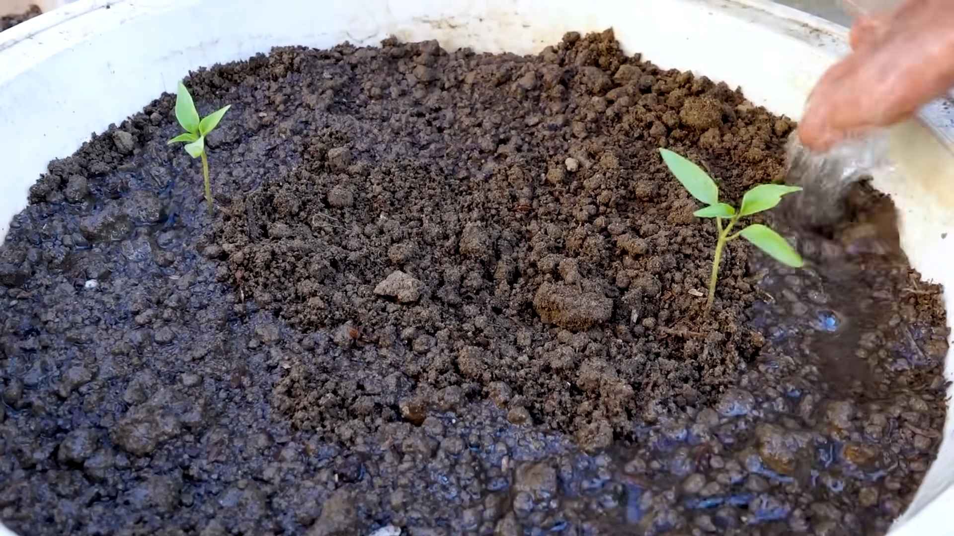 Huge chili harvest tips