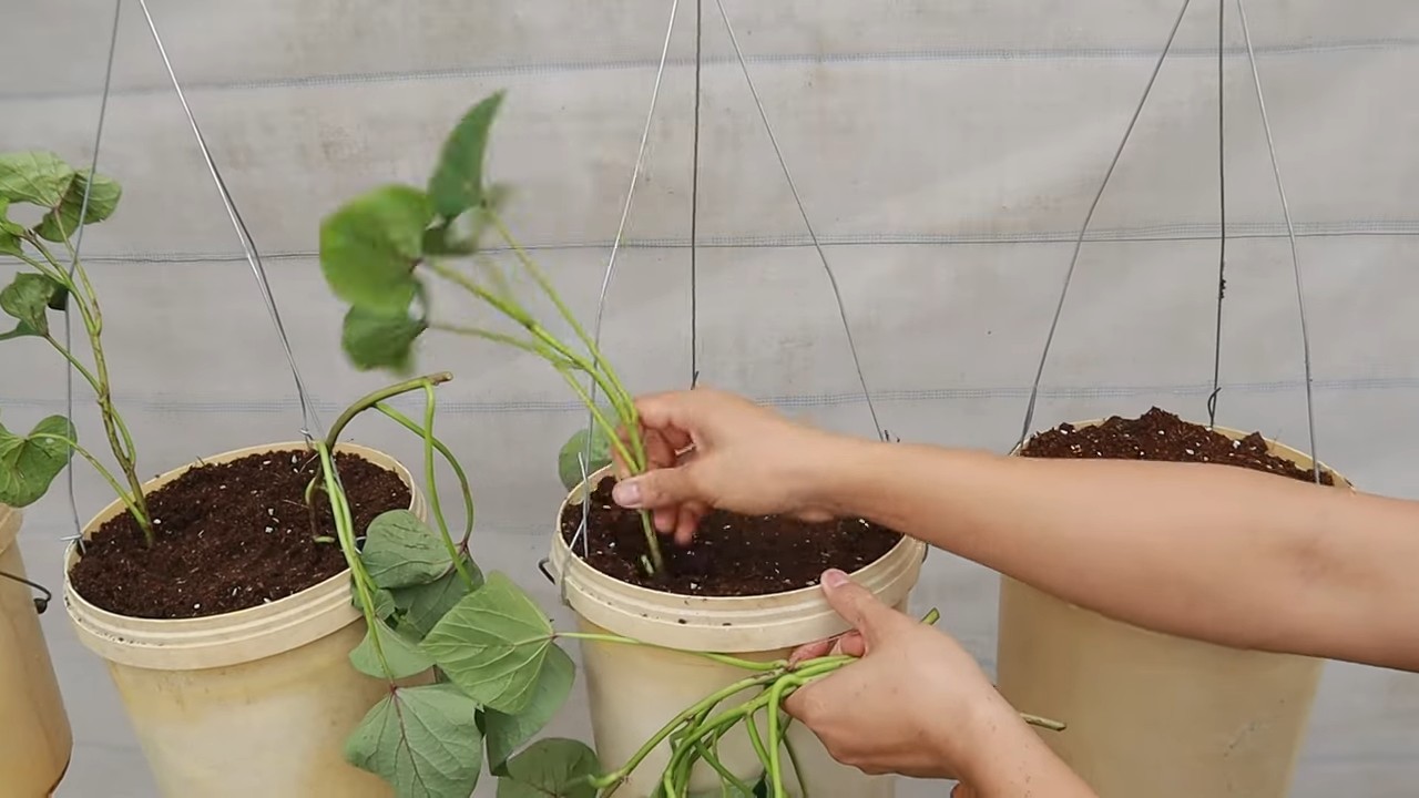 Hanging sweet potatoes harvest