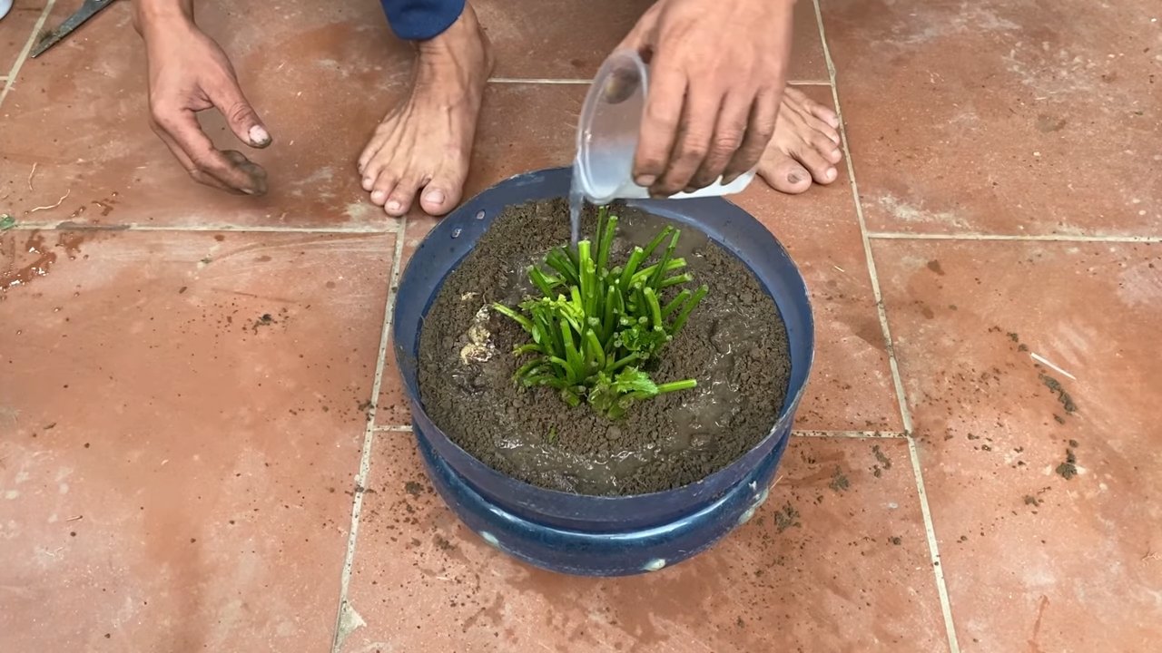 Grow Celery in Backyard