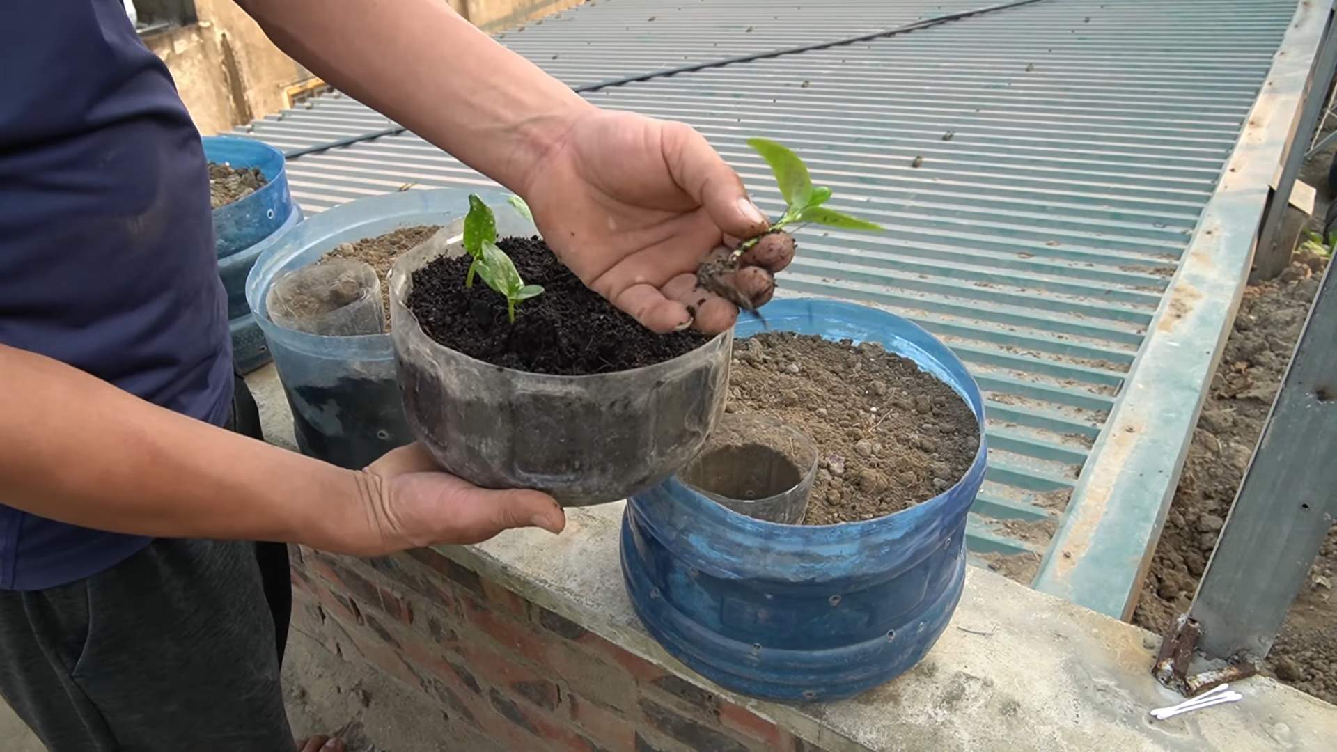 Cucumber gardening plastic pots