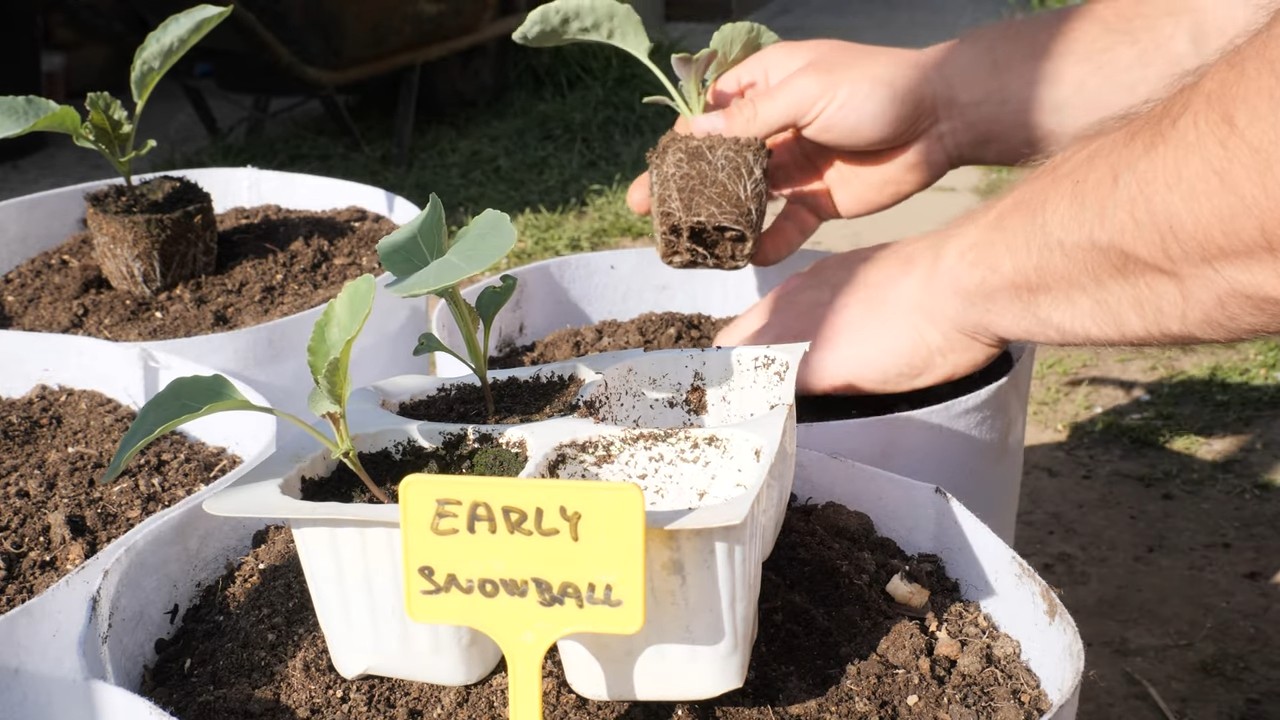 Cauliflower container gardening
