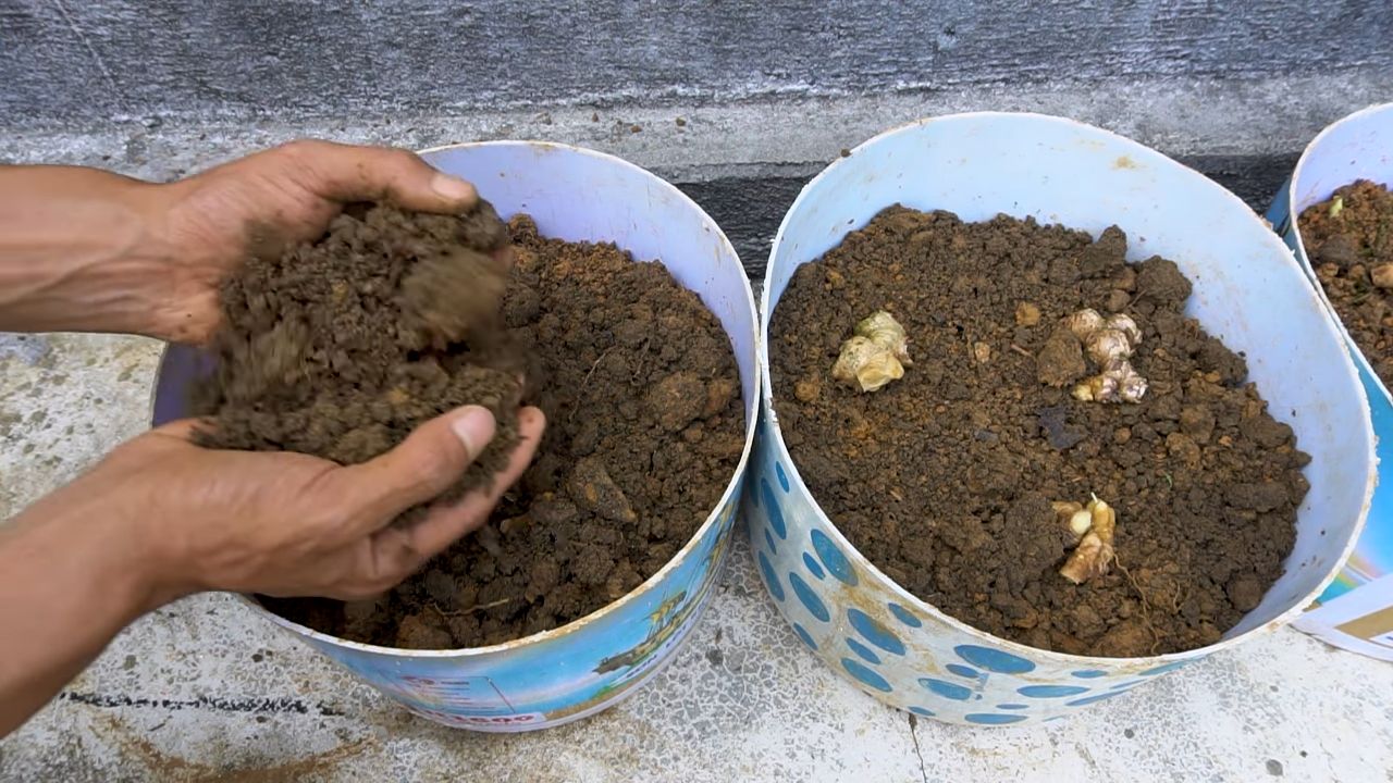 Growing ginger in container