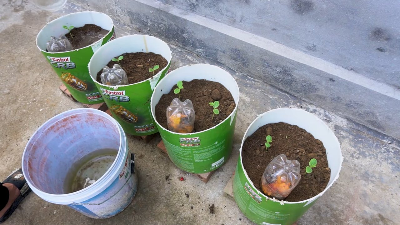 Growing Watermelons at Home