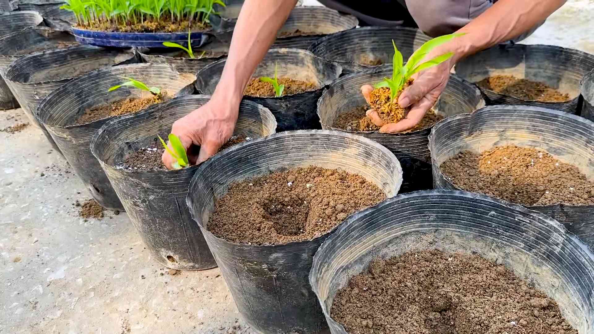 Rooftop Corn Growing No Bed