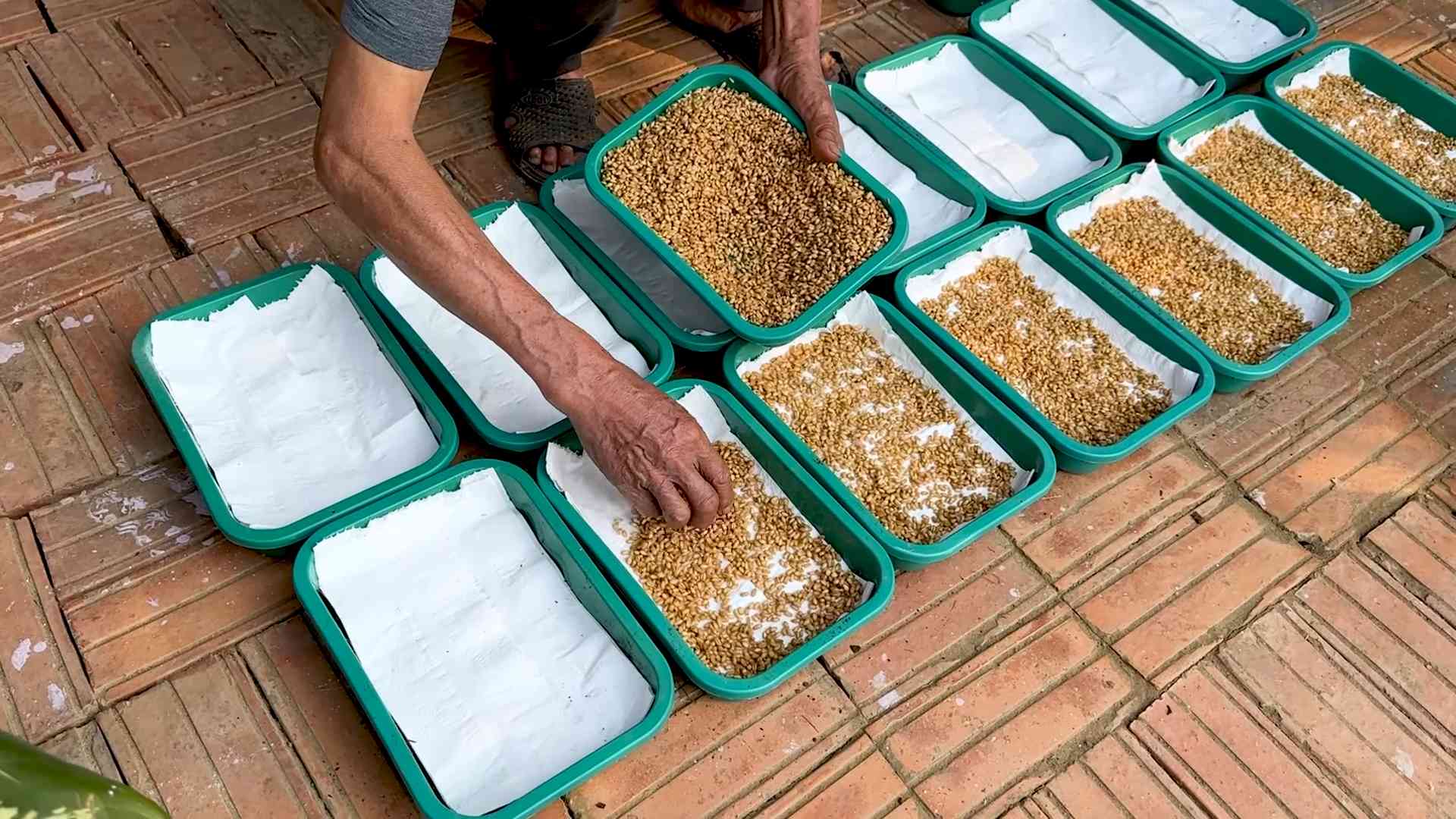 Grow wheatgrass without soil
