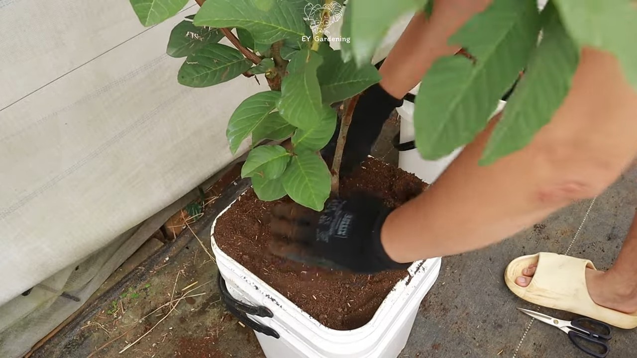 Terrace Guava Tree Growing
