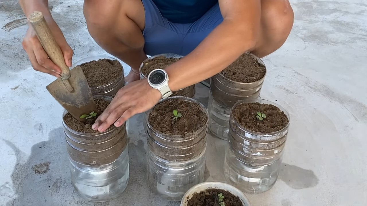 Water-Free Mustard Greens DIY