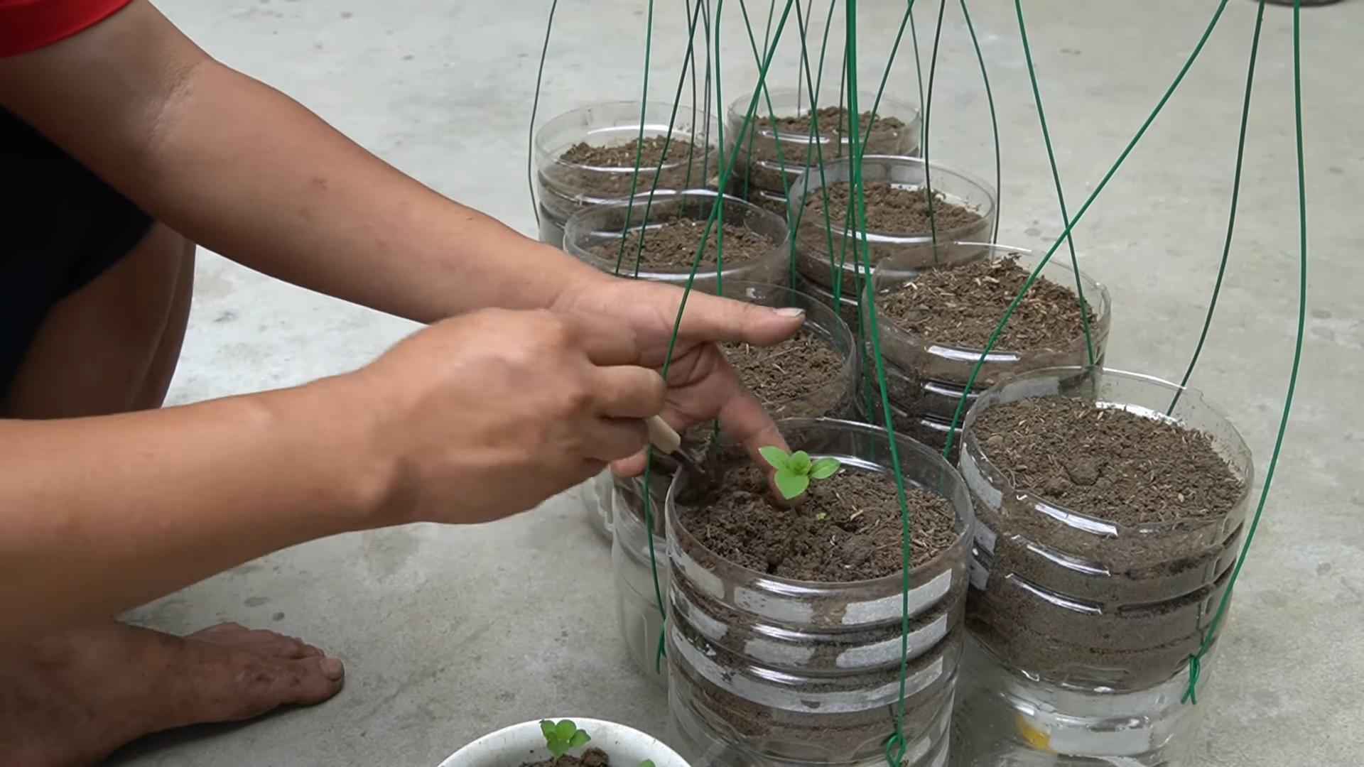 Bottle Grown Eggplants