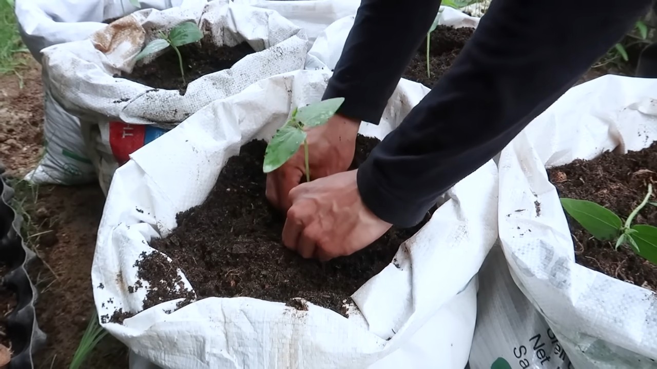 Growing Long Beans Small Space