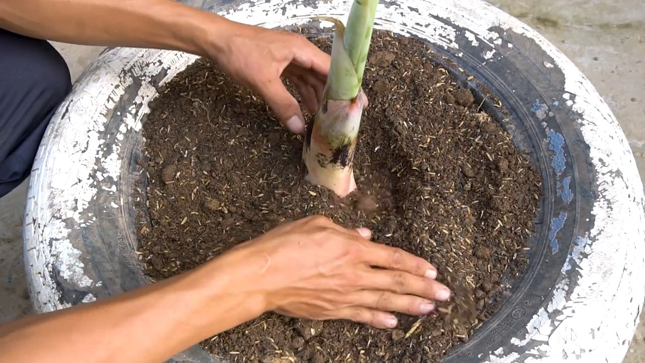 Grow bananas in one year
