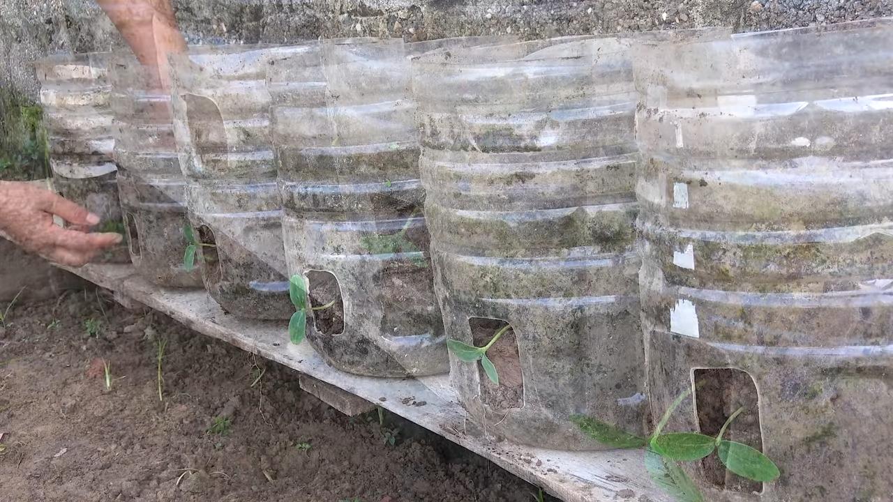 Grow cucumbers fast