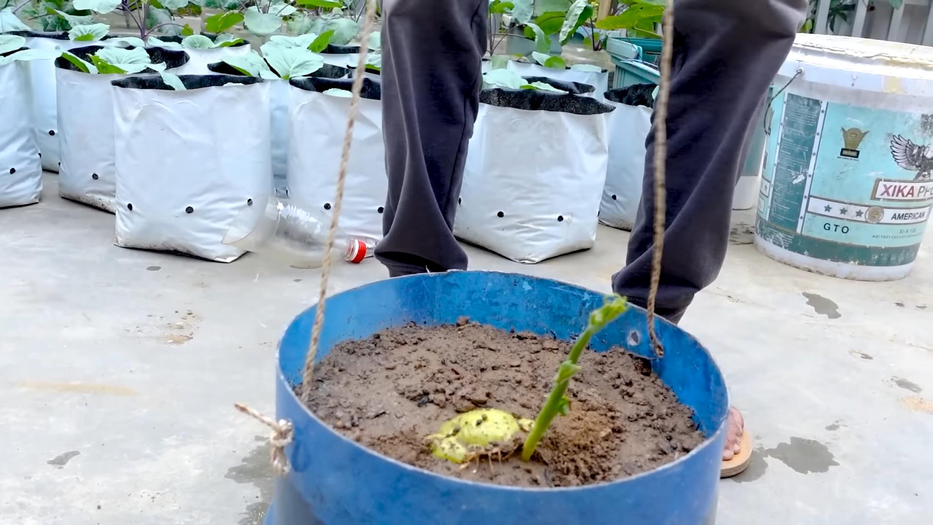 Grow chayote easily