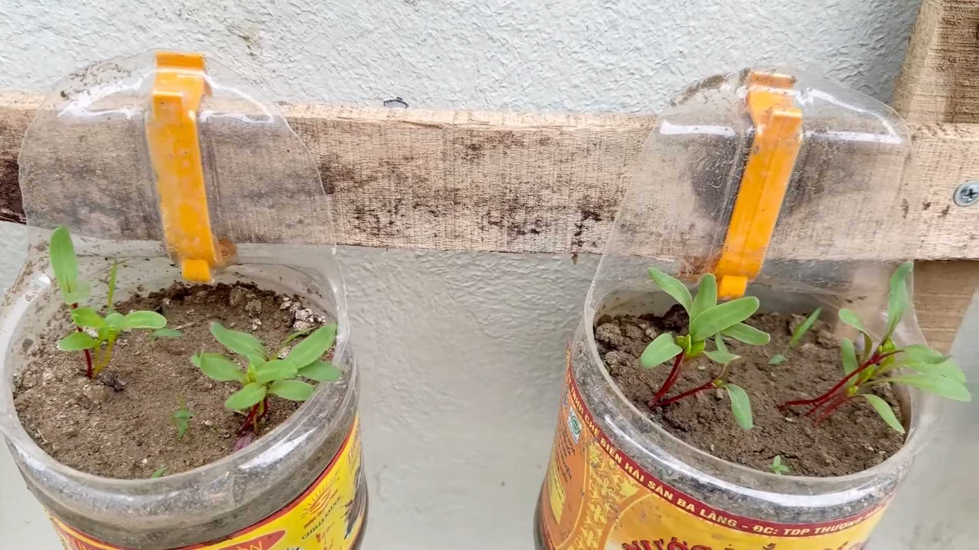 Balcony Rainbow Chard Growing