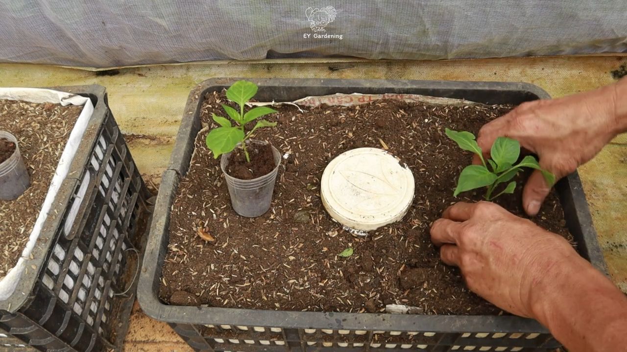 Growing flavorful chili