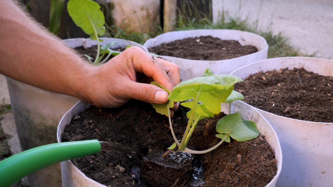 Grow Rutabaga in Raised Beds