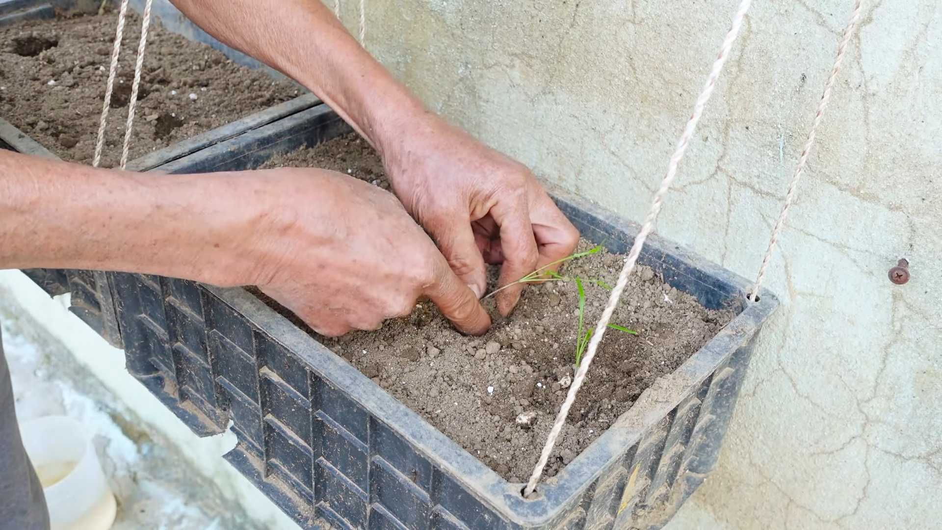 Fast Dill Harvest