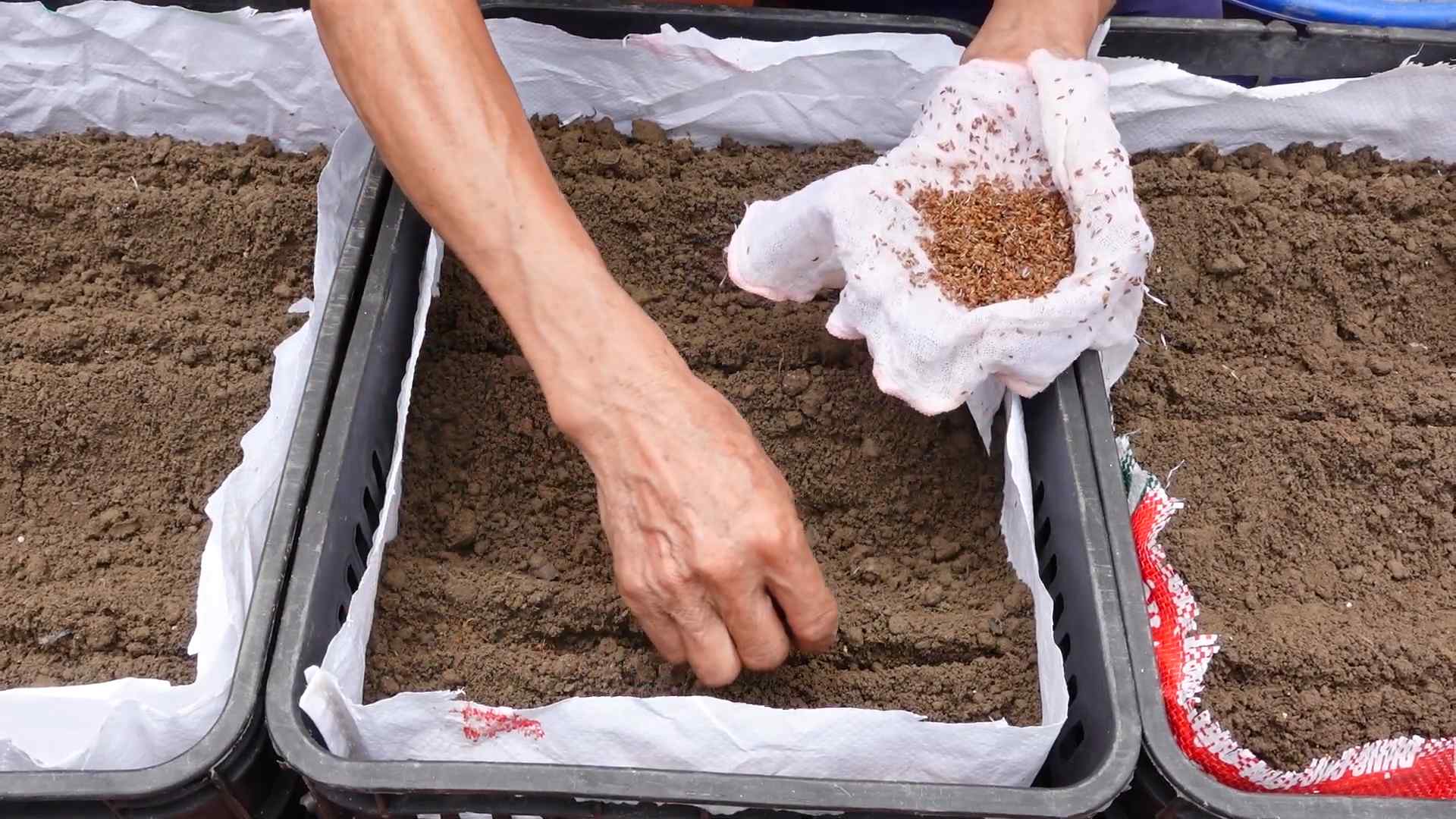 Effortless way to grow carrots