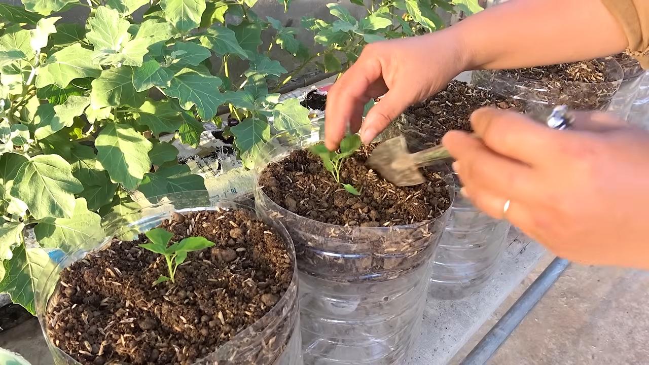 Growing chili peppers in bottles