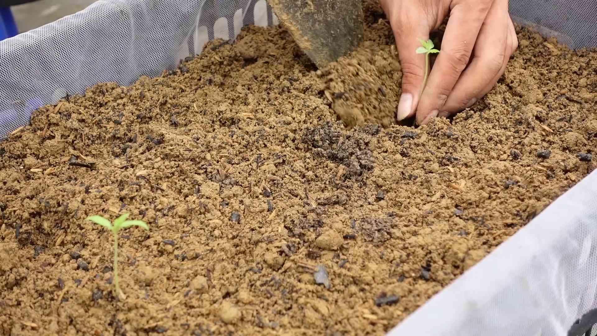 Backyard Tomato Growing Easy Way